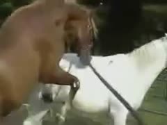After helping two horses have sex, the ranch hand removes the animals' clothing and takes a massive jizz flow.